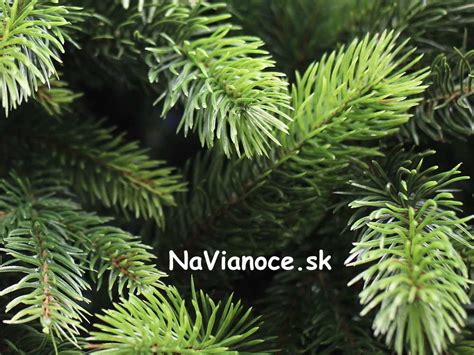 Ilustrácia porovnávajúca živý a umelý vianočný stromček.