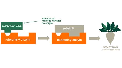 Schéma genetického výberu a vplyvu kontroly úžitkovosti na šľachtenie