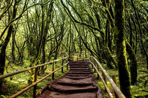Fotografia: Hustý vavrínový les v Národnom parku Garajonay, La Gomera