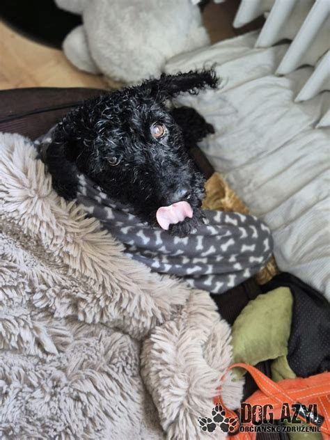 Ilustrácia biblickej postavy Benjamína alebo symbolické znázornenie rodiny a lásky