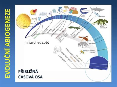 schéma vývoja lesa po kalamite a šírenia lykožrúta