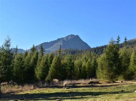 fotografia mladého, pestrého lesa v Tatrách po obnove