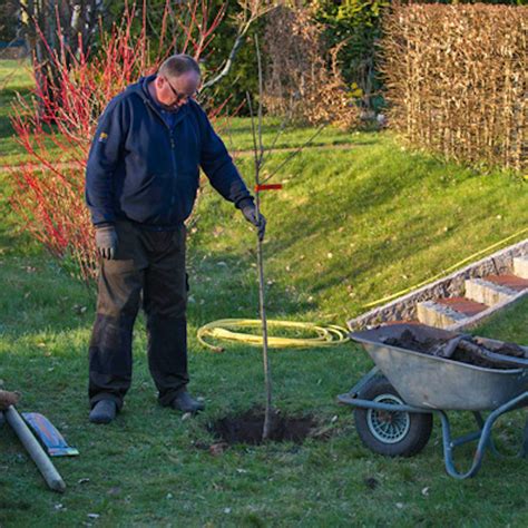 Schéma prípravy výsadbovej jamy pre ovocný stromček