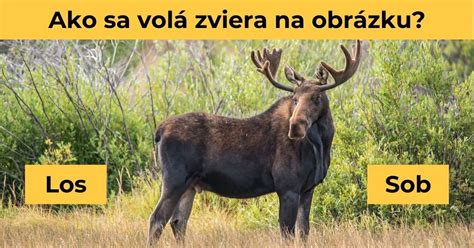 Krásna scenéria lesa a zveri
