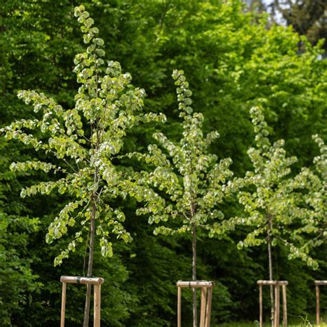 deti pri environmentálnej výchove v prírode, výsadba stromov