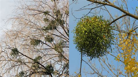 imelo s bielymi bobuľkami zavesené ako vianočná dekorácia