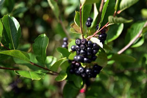 Detailná fotografia plodov arónie v zhlukoch