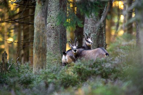 Ilustračná fotografia kamzíka v tatranskej prírode