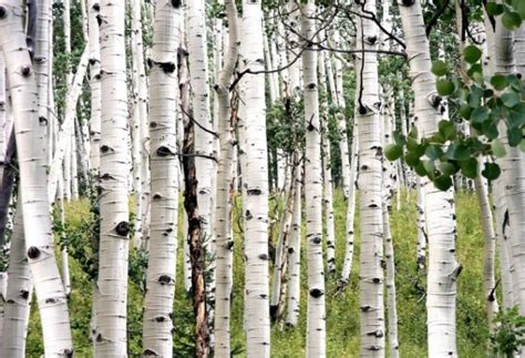 Ukážka rustikálnych krídiel z brezovej kôry