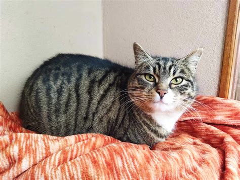 Ilustrácia islandského Yule mačky