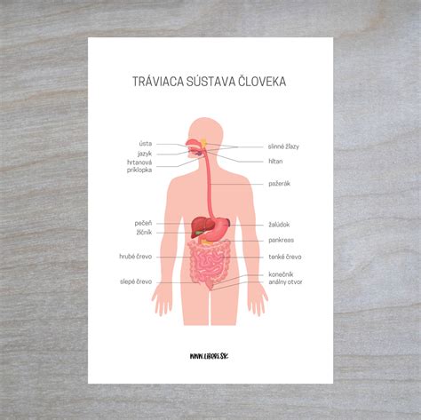 Infografika dopadov fajčenia na rôzne orgány tela