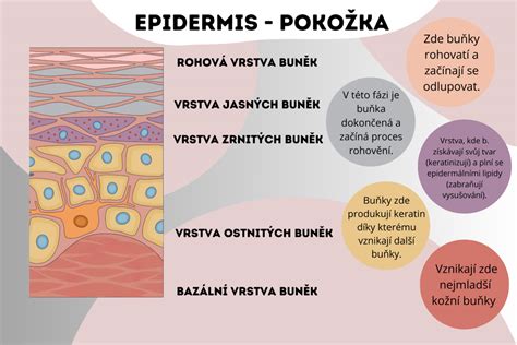 Infografika znázorňujúca proces vstrebávania telového masla do pokožky po sprche