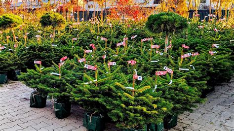Zákazník prezerá vianočné stromčeky v kvetináčoch v záhradníctve