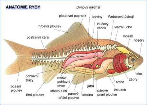 Schéma prípravy a filetovania kapra