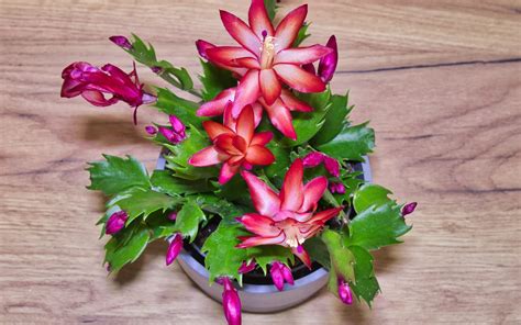 Foto vianočného kaktusu s červenkastými listami