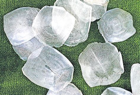 Šupina z kapra pod obrusom ako symbol hojnosti