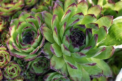 Skalné ruže v prútenom srdiečku