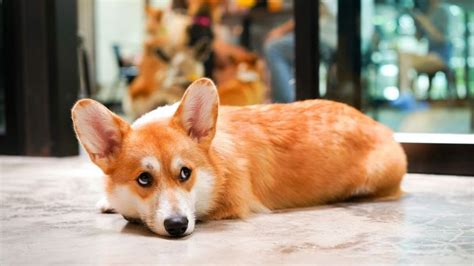Historická fotografia mladej princeznej Alžbety so psíkmi plemena corgi