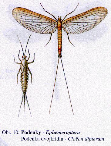 Detailná fotografia samčeka podenky pri metamorfóze