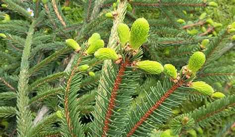 Infografika: porovnanie druhov ihličnatých vetvičiek pre vence (jedľa, tuja, smrek)