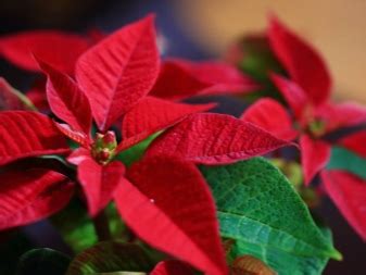 Zdravá vianočná hviezda s jasne červenými listami a zelenými listami