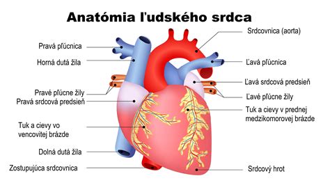 Ukážka rotačného srdca s vyznaniami