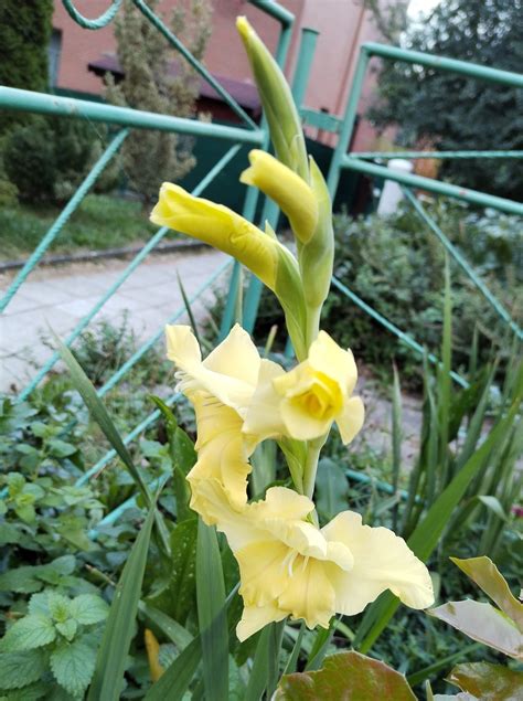Tematická fotografia gladiol na cintoríne