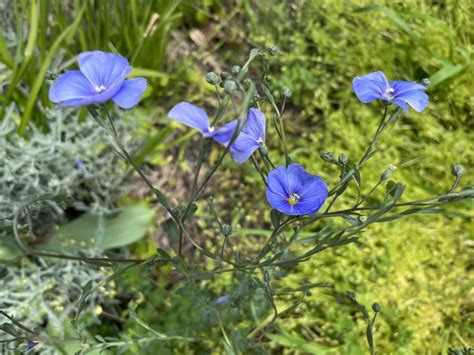 Inšpiratívna schéma svadobnej výzdoby kombinujúca modrotlačové vzory, lúčne kvety a naturálne materiály ako ľan a špagát