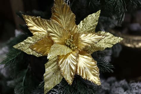 Zlatá vianočná ruža poinsettia na vianočnom stromčeku