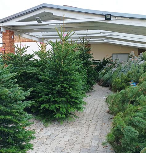 Schéma porovnania rôznych veľkostí vianočných stromčekov v interiéri