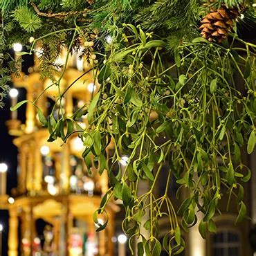 Ilustračné foto: Vetvička imela zavesená nad dverami