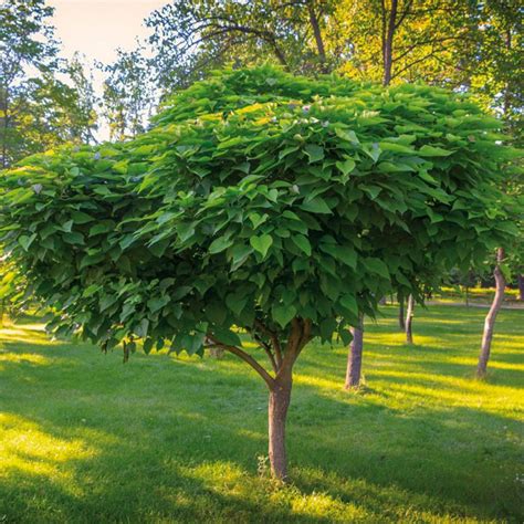 stromy poskytujúce tieň v záhrade