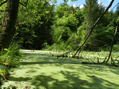 prírodné jazierko s vodnými rastlinami a žabou