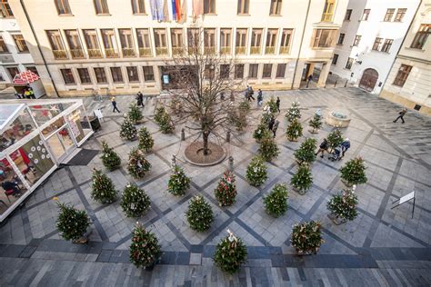 Proces výberu a inštalácie majestátneho ihličnanu na námestí