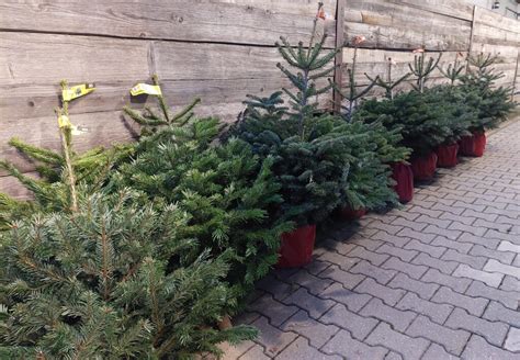 Ilustračná fotografia rôznych typov vianočných stromčekov (živých aj umelých)