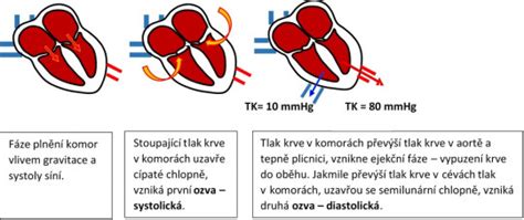 schéma dychového cyklu: kedy vdychovať a kedy vydychovať počas ásan