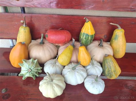 Kolekcia rôznych druhov tekvíc: oranžové, Hokkaido, maslové a okrasné tekvice.